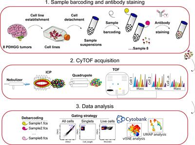 Inter and intra-tumor heterogeneity of paediatric type diffuse high-grade gliomas revealed by single-cell mass cytometry